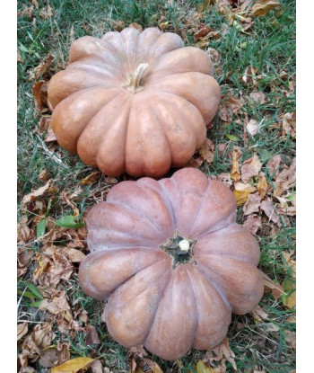 Courge Musquée de Provence