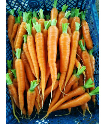 Carottes de Colmar